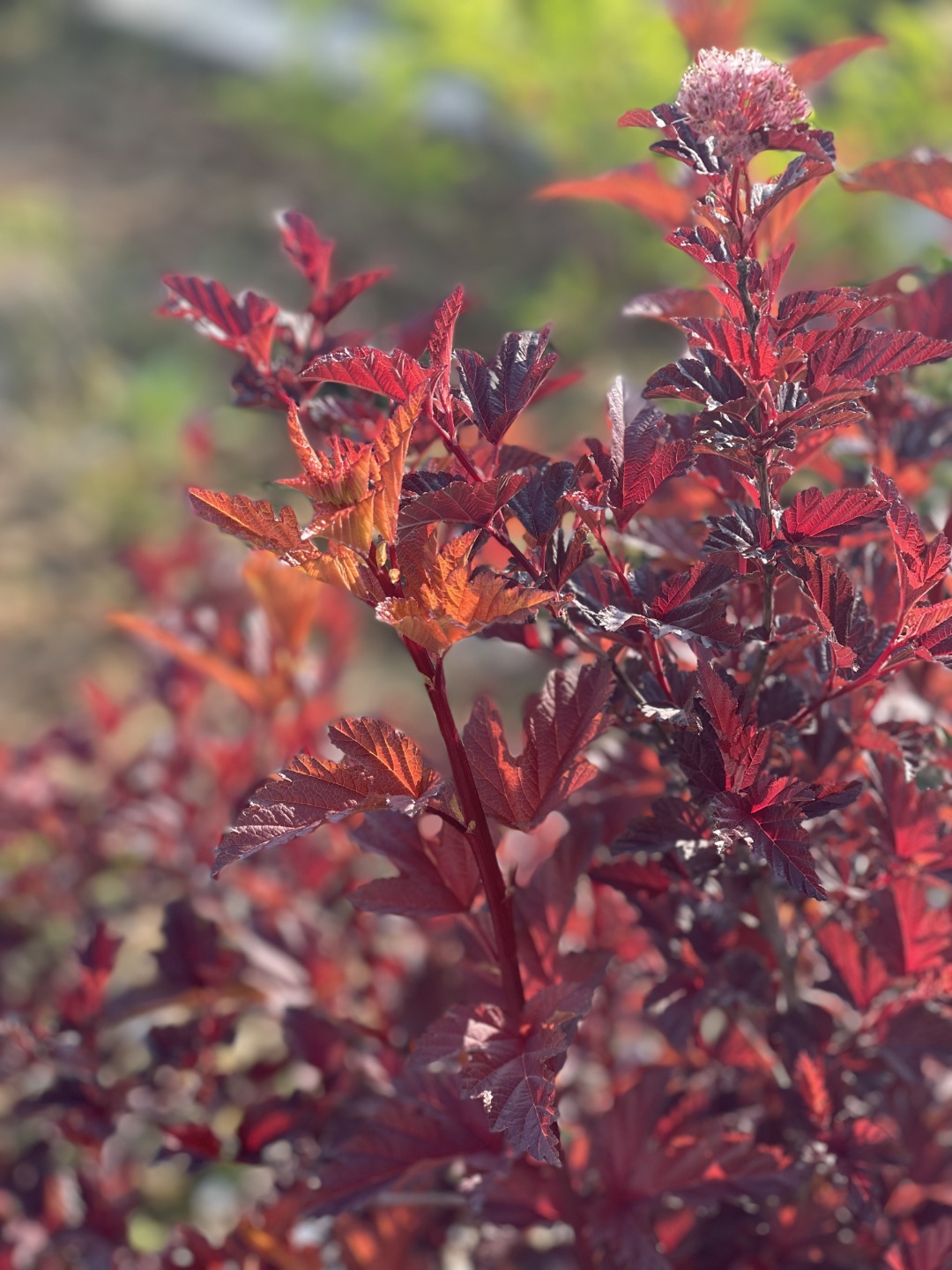 Physocarpus opulifolius 'Little Angel'